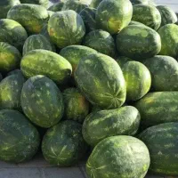 هندوانه شیرین