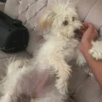واگذاری رایگان پودل مالتیز|سگ|تهران, تهرانسر مرکزی|دیوار