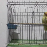 قفس طوطی برزیلی،راهب،فنچ،|لوازم جانبی حیوانات|سوسنگرد, |دیوار