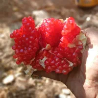 انار محمود اباد|خوردنی و آشامیدنی|گرمسار, |دیوار