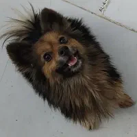 سگ پامر بازیگوش