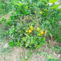 نهالهای چهارفصل صددرصد پرگل و پر میوه و درجه یک|گل و گیاه طبیعی|شیراز, احمدی جنوبی|دیوار