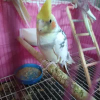 سه عدد عروس هلندی دو و نیم ماهه|پرنده|ابهر, |دیوار