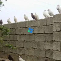 کبوتر|پرنده|صوغان, |دیوار