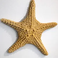 ستاره دریایی طبیعی