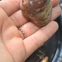 سنگ عقیق وجاسپرفروش فوری|جواهرات|لشت نشا, |دیوار