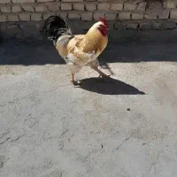 خروس ۲ ساله