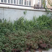 گل.   گل.   گل.|گل مصنوعی|یزد, |دیوار