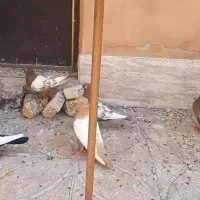 کفتر رنگه درشت|پرنده|فردوس (خراسان), |دیوار