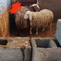 دوتا بره