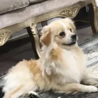 سگ پامر