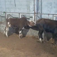 گاو نر پرواری|حیوانات مزرعه|نوشهر, |دیوار