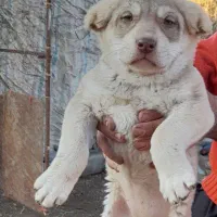 فروشی توله عراقی