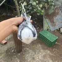 کبوتر  ابلغ سرور پروازی
