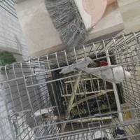 فروش دو جفت عروس هلندی پروانه ای|پرنده|بناب, |دیوار