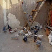 پرنده‌کبوتر|پرنده|اهواز, کمپلو جنوبی|دیوار
