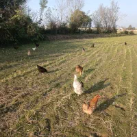 قو غاز|حیوانات مزرعه|رشت, هلال احمر|دیوار