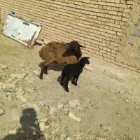 فروش میش گوسفند قوچ