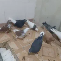 دوازده عدد کبوتر تهرانی،خال،رنگی|پرنده|ایلام, |دیوار