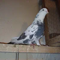 کبوتر قدیم تهران