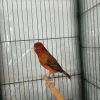قناری نر سرخ سوخته