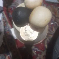 شهاب..سنگ.الماس