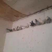 ۳۲ عدد کفتر  دونه ۲۶۰ هزار تومان