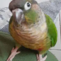 پرنده گمشده