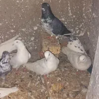 کبوتر