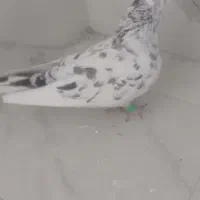 هفت رنگ کاکلی نربه شرط پرش|پرنده|سبزوار, قصبه شرقی|دیوار