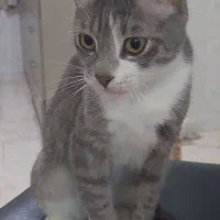 واگذاری گربه