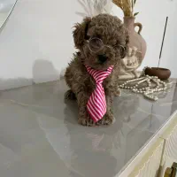 تاینی پودل|سگ|محمدشهر, محمدشهر|دیوار