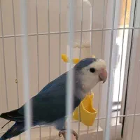 طوطی برزیلی نر