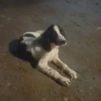 سگ.شکاری شیش ماهه