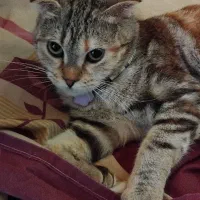 گربه پرشین اسکاتیش