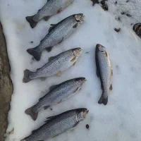 ماهی طالقان لمبران