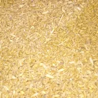 گندم پیشگام