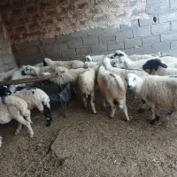 میش  داشتی