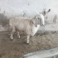 میش  گوسفند  قوچ|حیوانات مزرعه|شهرضا, |دیوار