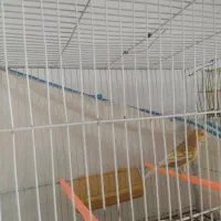 قناری معاوضه با قهوه ساز