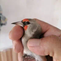 سهره کرمونی