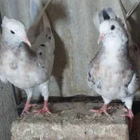 جوجه کبوتر کفتر سرور