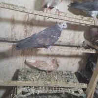 سرور نوک قنار