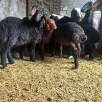 ۶راس گوسفند و ۷ بره  معاوضه