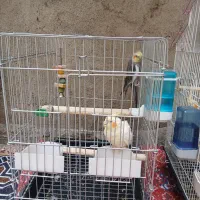 عروس هلندی نر و ماده