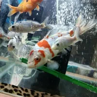 ماهی کوی نژاد دار|ماهی|قم, سراجه (۱۵ خرداد)|دیوار