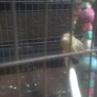 قناری  ماده.سهره نر