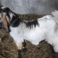 چپش . گوسفند . نری .کره