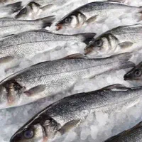 بچه ماهی قزل آلا