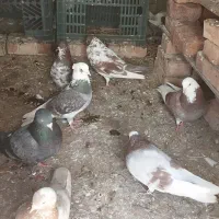یع لونه کبوتر